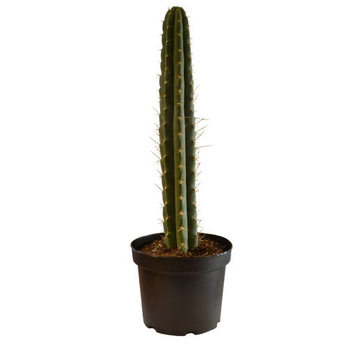 Peruvian Torch in pot - Trichocereus Peruvianus | 30cm +
